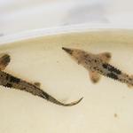 AWRI assists with threatened juvenile sturgeon